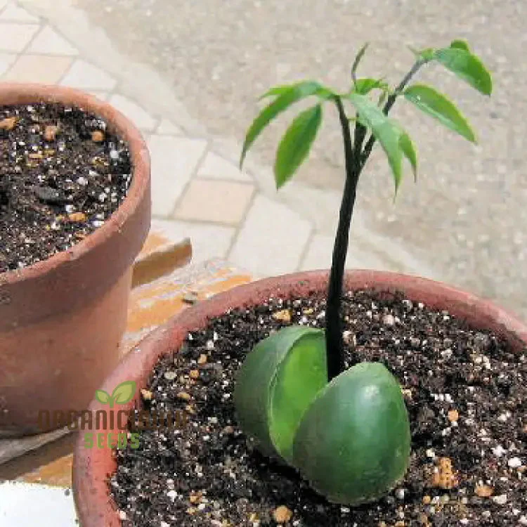 Moreton Bay Fig Tree Seeds - Ficus Macrophylla - Grow Indoor & Outdoor - Rare Seeds for Gardening Enthusiasts - Image 5