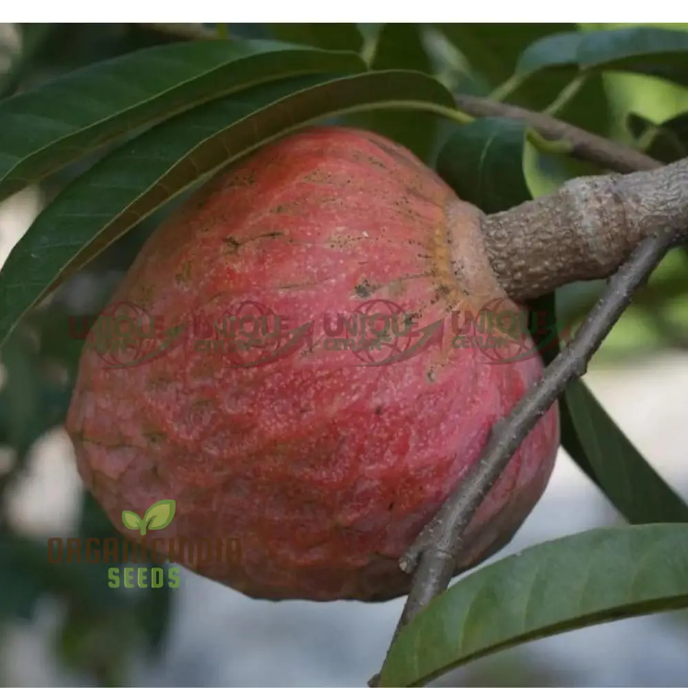 Mandarin Orange Dwarf Fruit Seeds for Planting, Premium Seeds for Growing Delicious Citrus in Your Home Garden