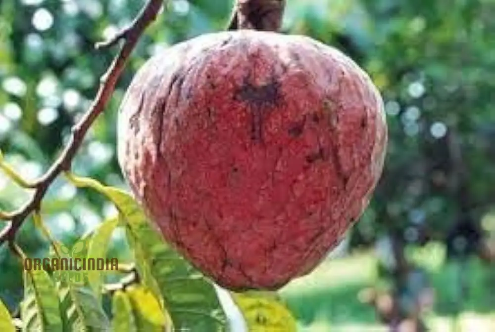 Mandarin Orange Dwarf Fruit Seeds for Planting, Premium Seeds for Growing Delicious Citrus in Your Home Garden - Image 3