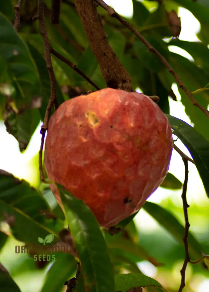 Mandarin Orange Dwarf Fruit Seeds for Planting, Premium Seeds for Growing Delicious Citrus in Your Home Garden - Image 4