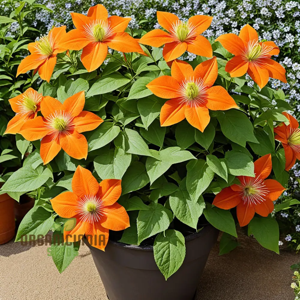 Orange Clematis Seeds – Vibrant Climbing Bloom Variety for Colorful Gardens - Image 3