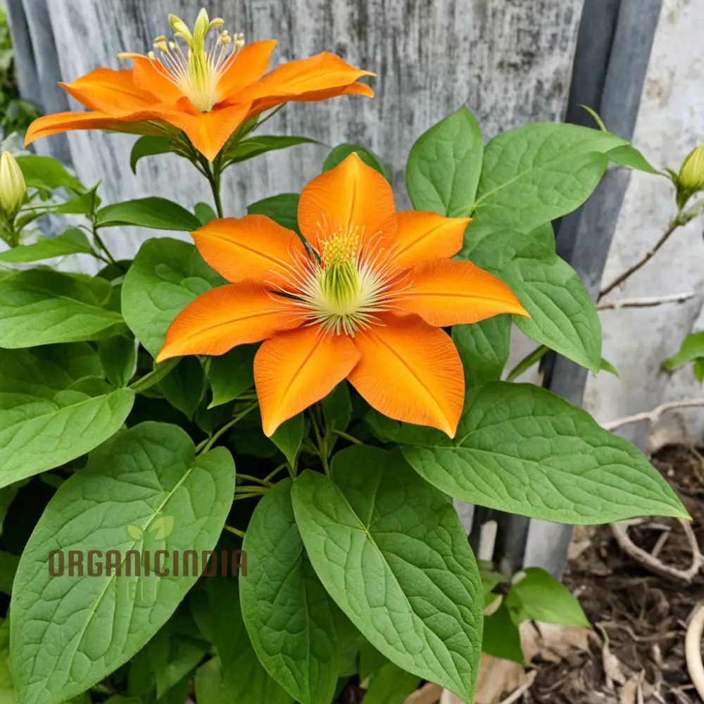 Orange Clematis Seeds – Vibrant Climbing Bloom Variety for Colorful Gardens - Image 4