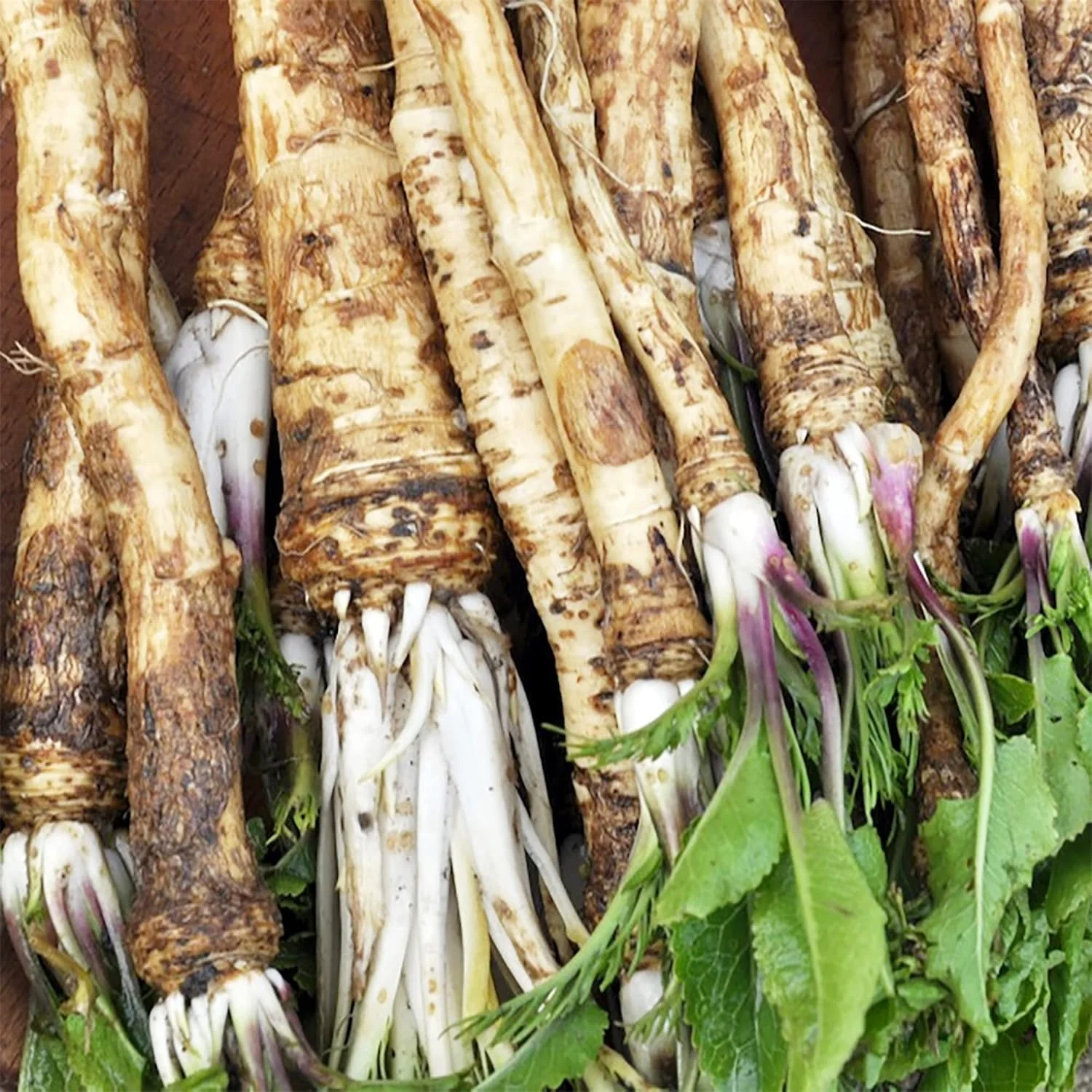 200 Pcs Horseradish Seeds | Armoracia Rusticana | Red Cloe Pepper Root Perennial Vegetable Seeds | GMO-Free | Ideal for Garden Containers & Outdoor Planting - Image 3