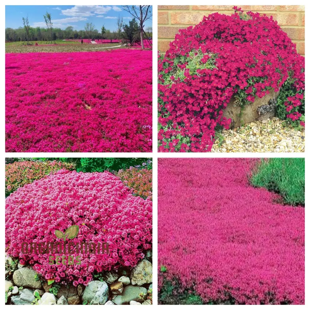 Magic Red Creeping Thyme Seeds for Planting | Heirloom Seeds | Perennial Flower Seeds for Home Garden | Ideal for Gardening Enthusiasts
