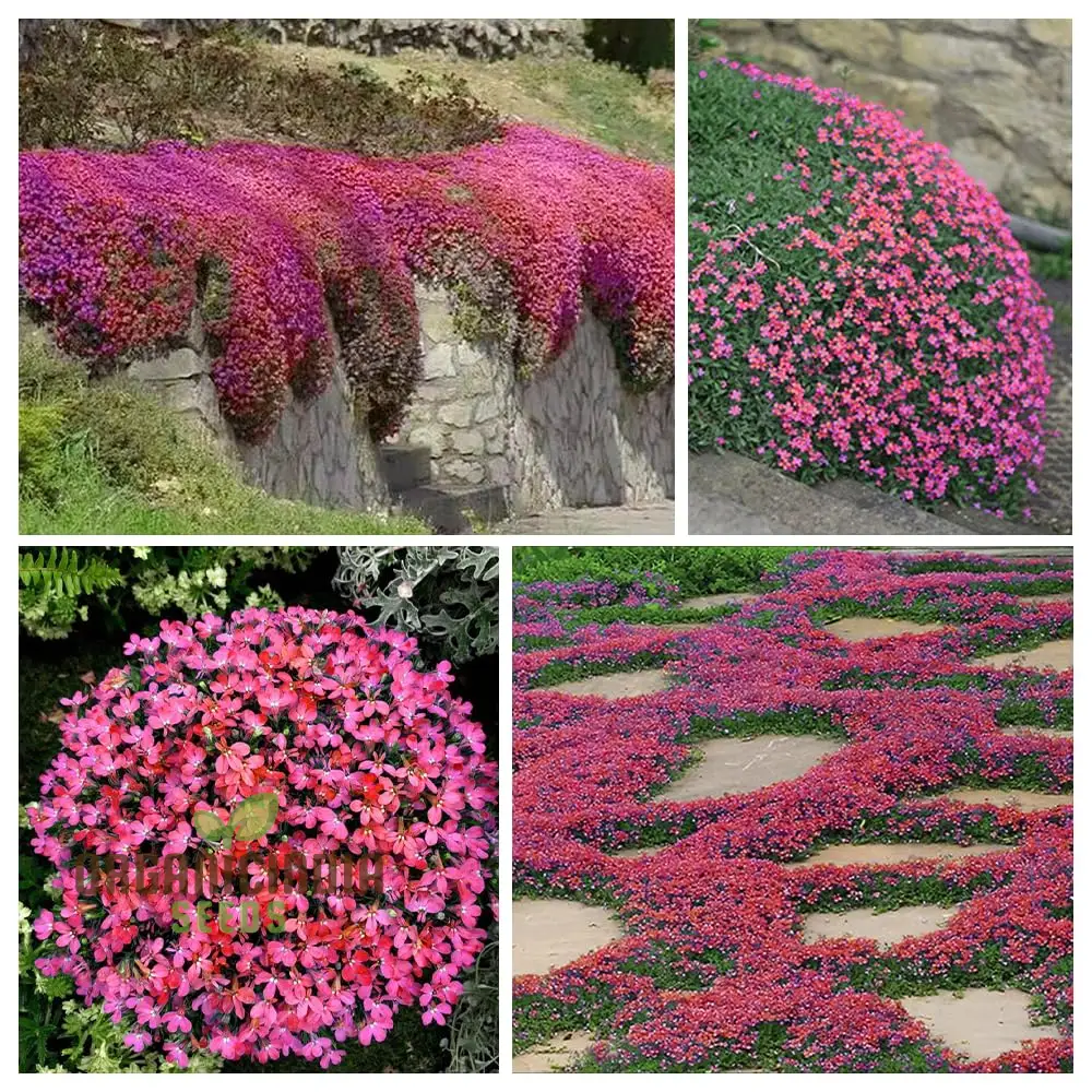 Magic Red Creeping Thyme Seeds for Planting | Heirloom Seeds | Perennial Flower Seeds for Home Garden | Ideal for Gardening Enthusiasts - Image 4