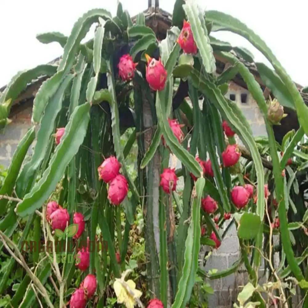 Dragon Fruit Seeds for Growing, Cultivate Exotic Dragon Fruit Plants in Your Garden