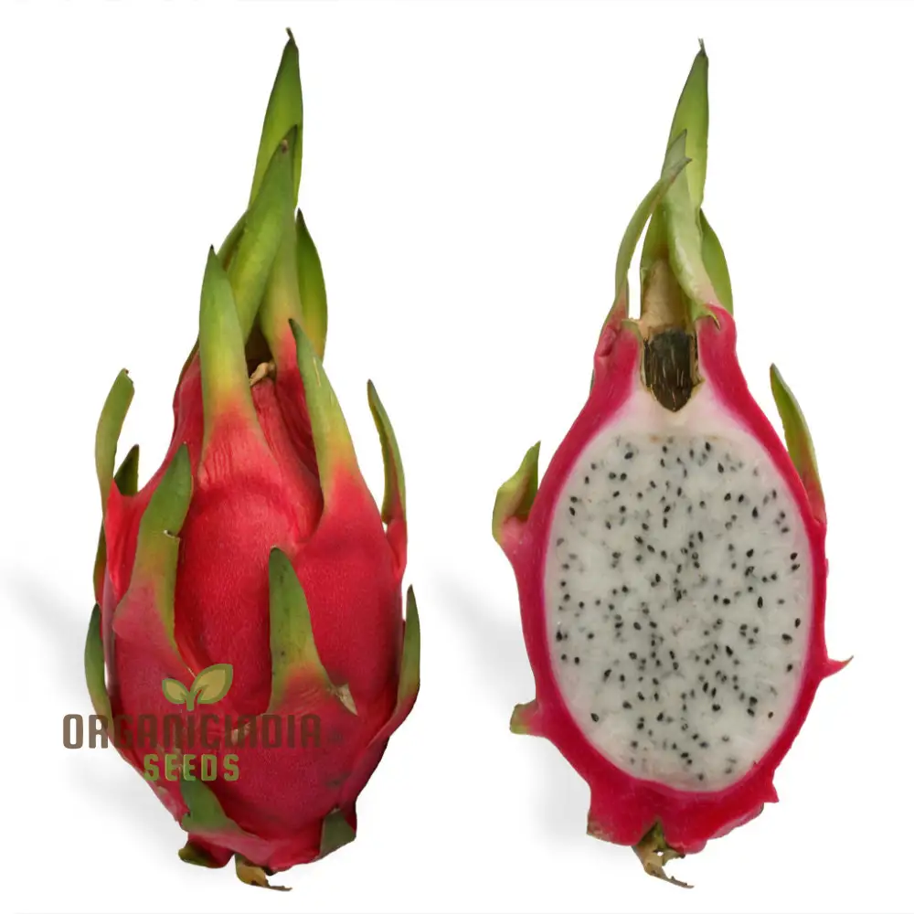 Dragon Fruit Seeds for Growing, Cultivate Exotic Dragon Fruit Plants in Your Garden - Image 3
