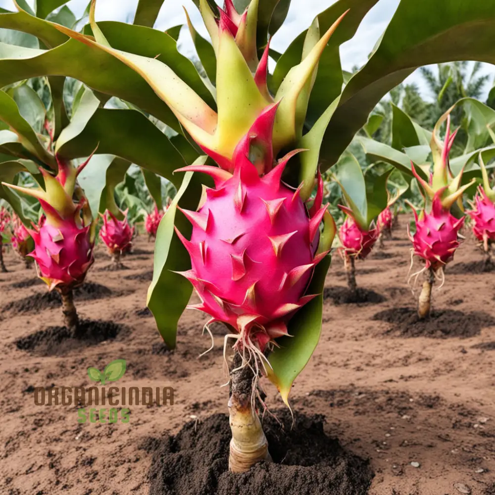 Dragon Fruit Seeds for Growing, Cultivate Exotic Dragon Fruit Plants in Your Garden - Image 5