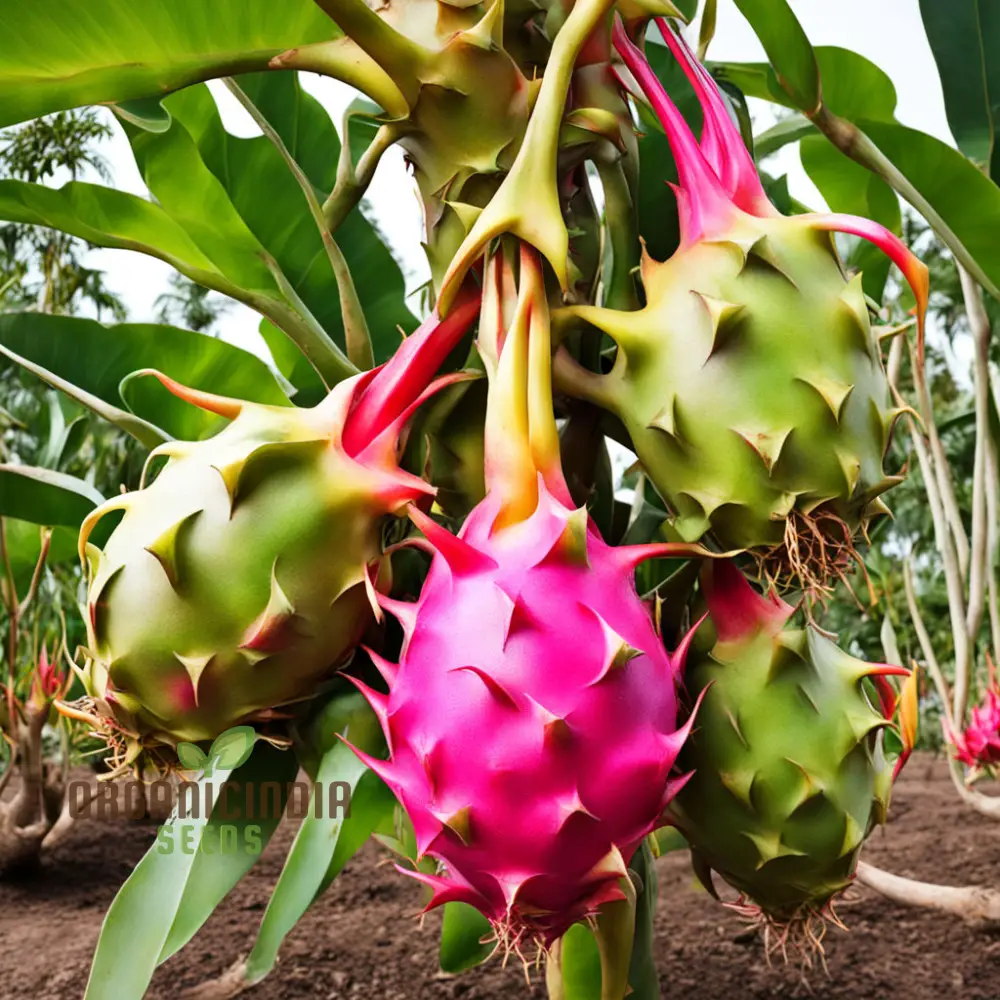 Dragon Fruit Seeds for Growing, Cultivate Exotic Dragon Fruit Plants in Your Garden - Image 4