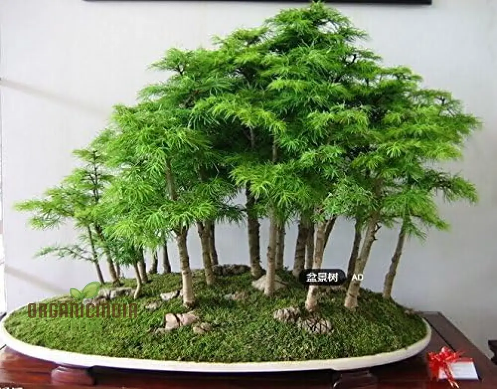 20pcs Green Juniper Bonsai Tree Seeds, Fresh Green Juniper Bonsai Seeds Pack of 20, Bulk Pack of 20 Fresh Green Juniper Bonsai Seeds