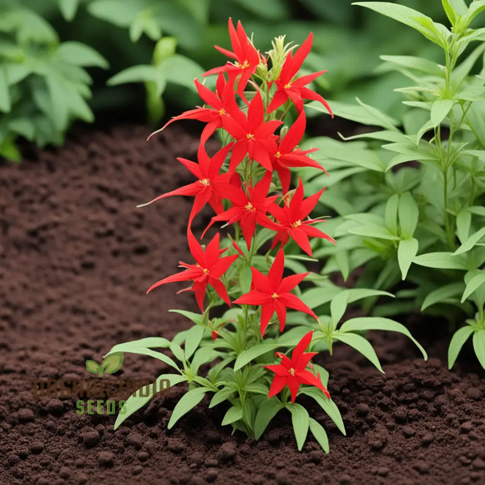 Red Climber Cardinal Flower Seeds, Easy-to-Grow Flower Seeds for Vibrant Garden Blooms and Planting
