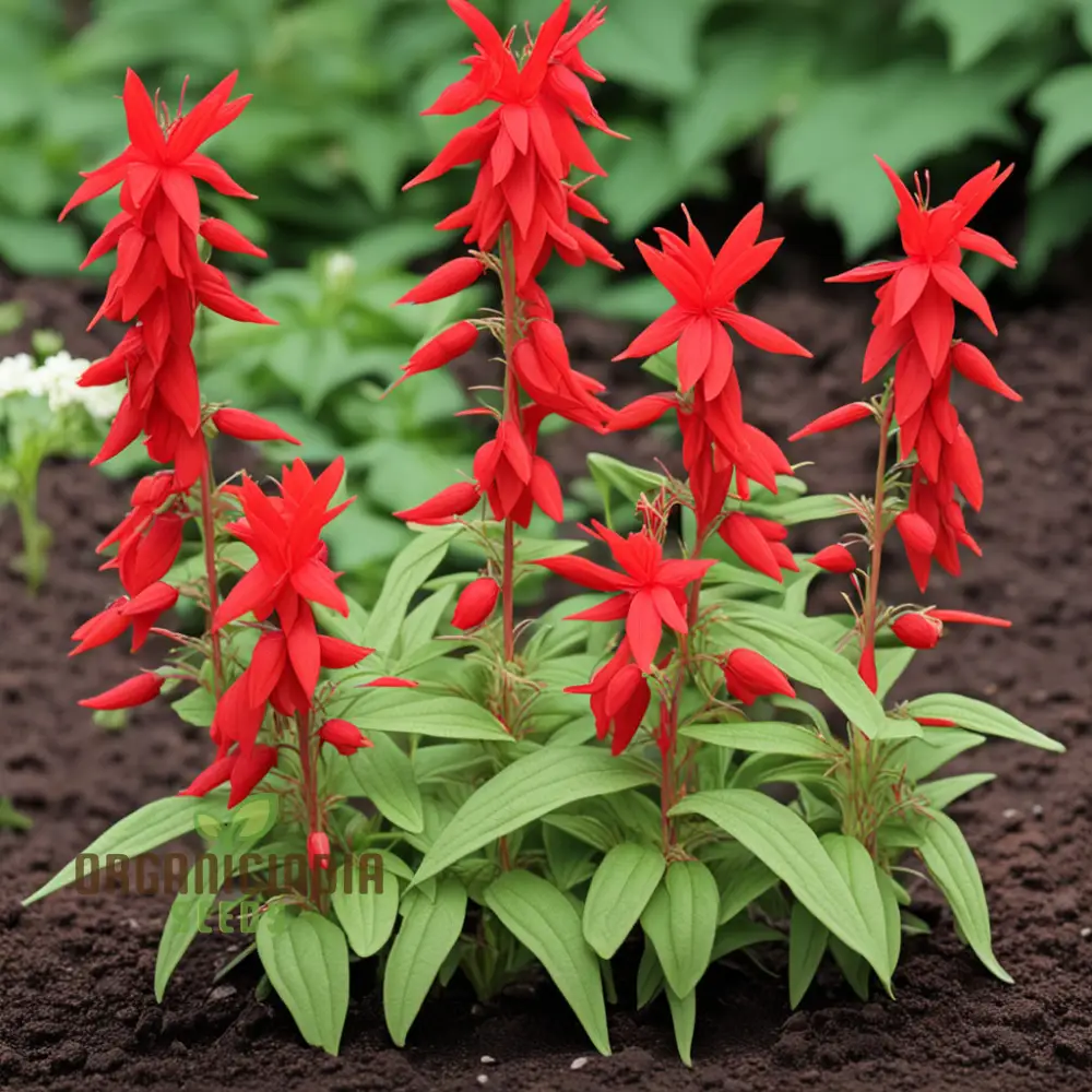 Red Climber Cardinal Flower Seeds, Easy-to-Grow Flower Seeds for Vibrant Garden Blooms and Planting - Image 3