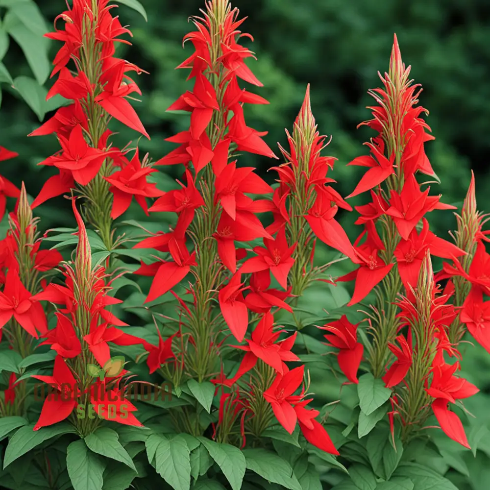 Red Climber Cardinal Flower Seeds, Easy-to-Grow Flower Seeds for Vibrant Garden Blooms and Planting - Image 4