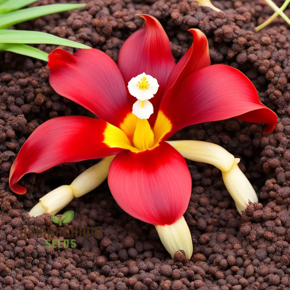 Red Tigridia Pavonia Flower Seeds, Exotic Garden Blooms with Easy-to-Grow Flower Seeds for Planting - Image 4
