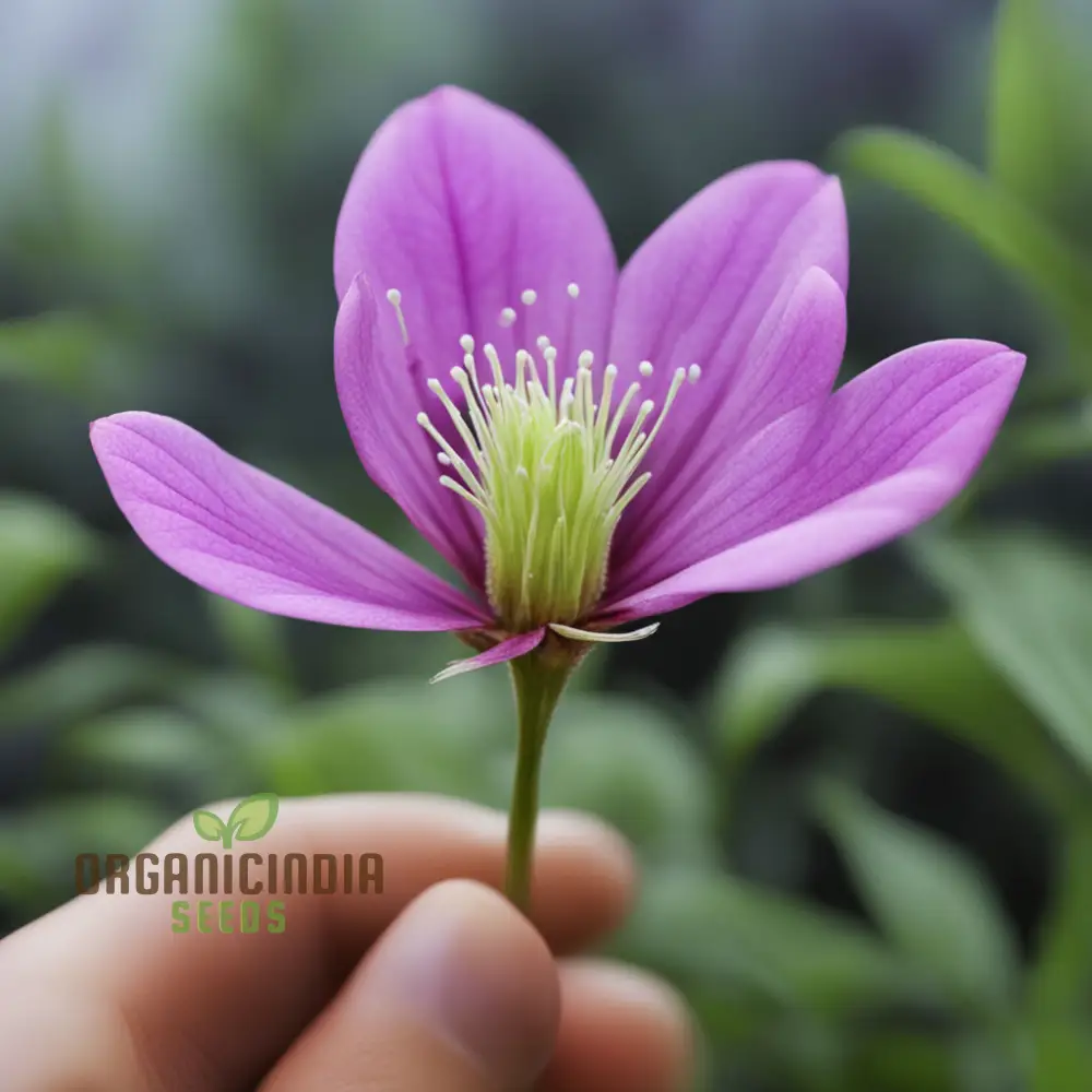 Wilcoxon Poselgeri Flower Seeds, Discover Unique Beauty: Wilcoxon Poselgeri Flower Seeds - Vibrant Varieties Await - Image 4