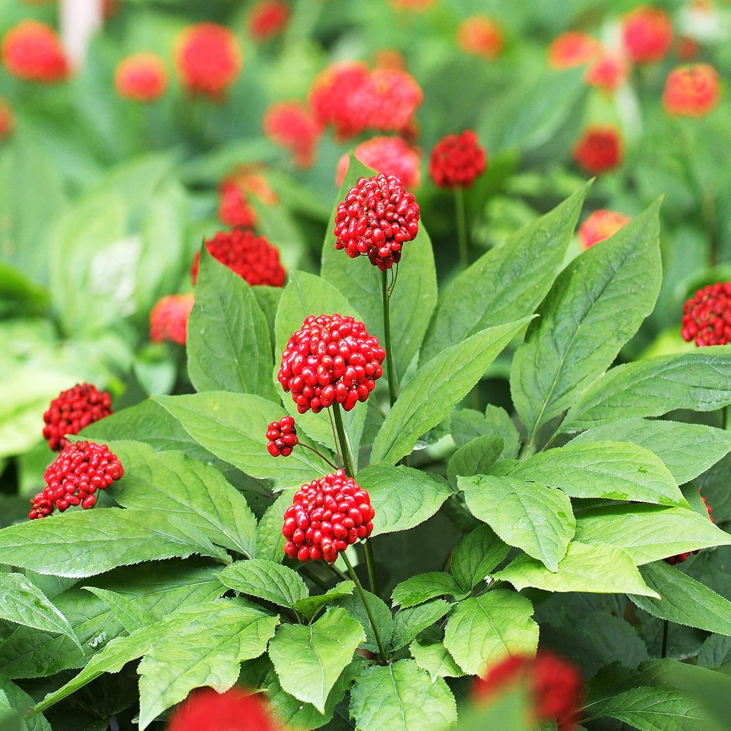 American Ginseng Herb Seeds for Planting, Panax Quinquefolius
