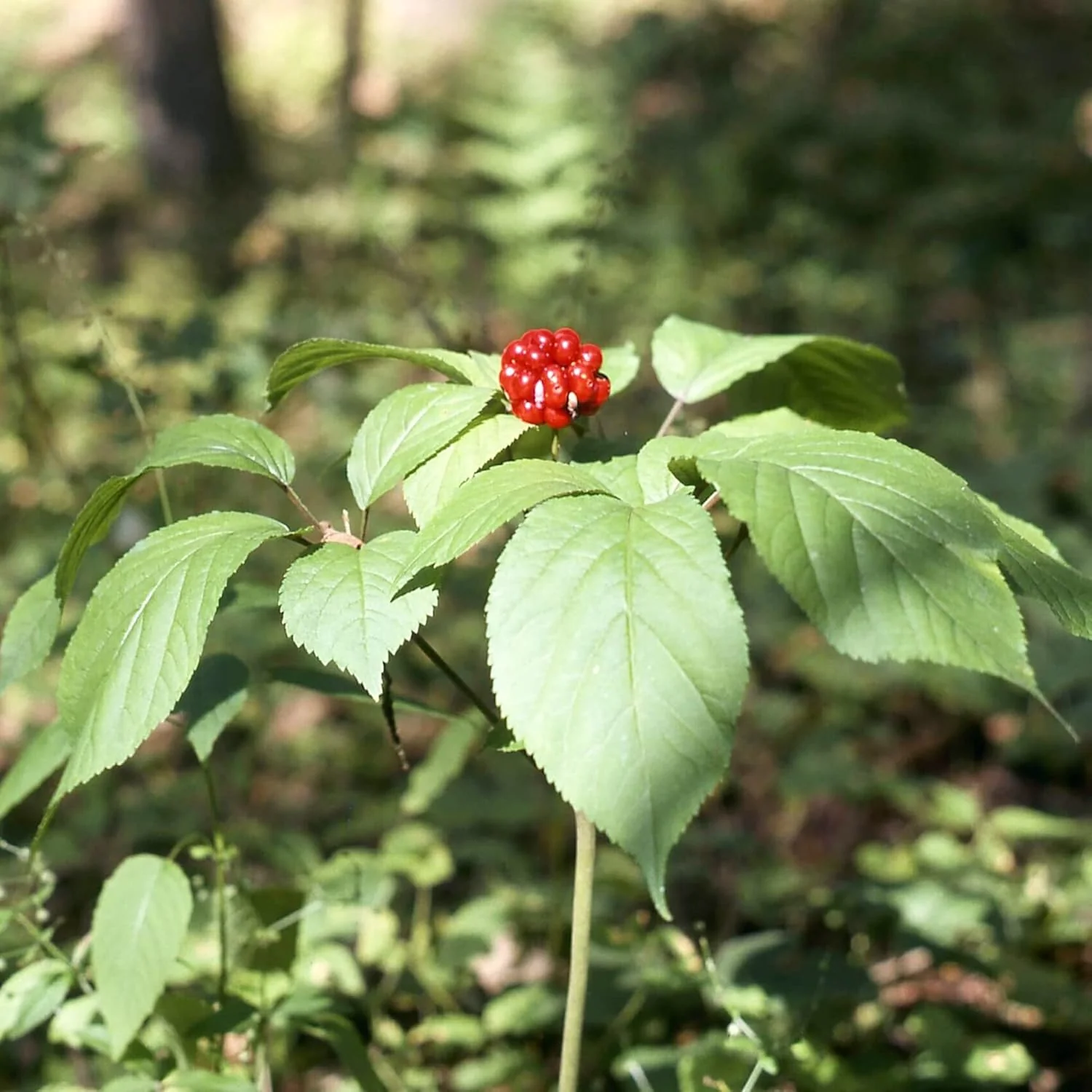 American Ginseng Herb Seeds for Planting, Panax Quinquefolius - Image 4