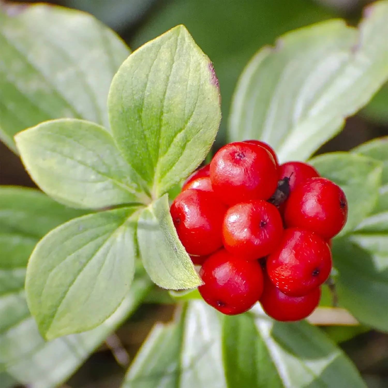American Ginseng Herb Seeds for Planting, Panax Quinquefolius - Image 5