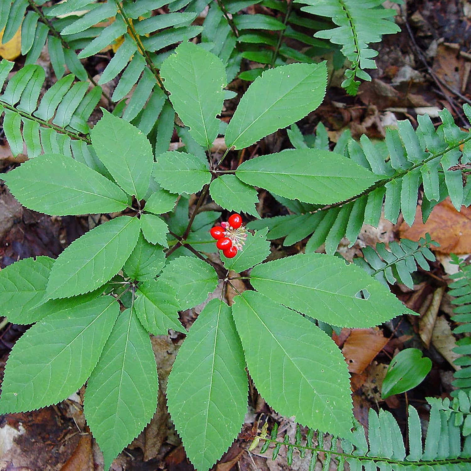 American Ginseng Herb Seeds for Planting, Panax Quinquefolius - Image 6
