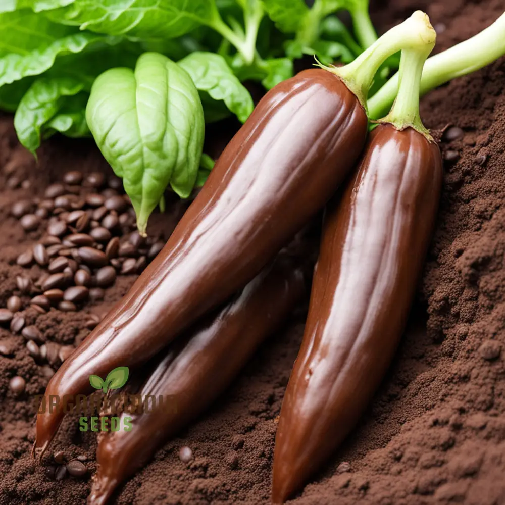 Premium Chocolate Aji Panca Pepper Seeds, Add Authentic Peruvian Flavor to Your Garden - Image 3