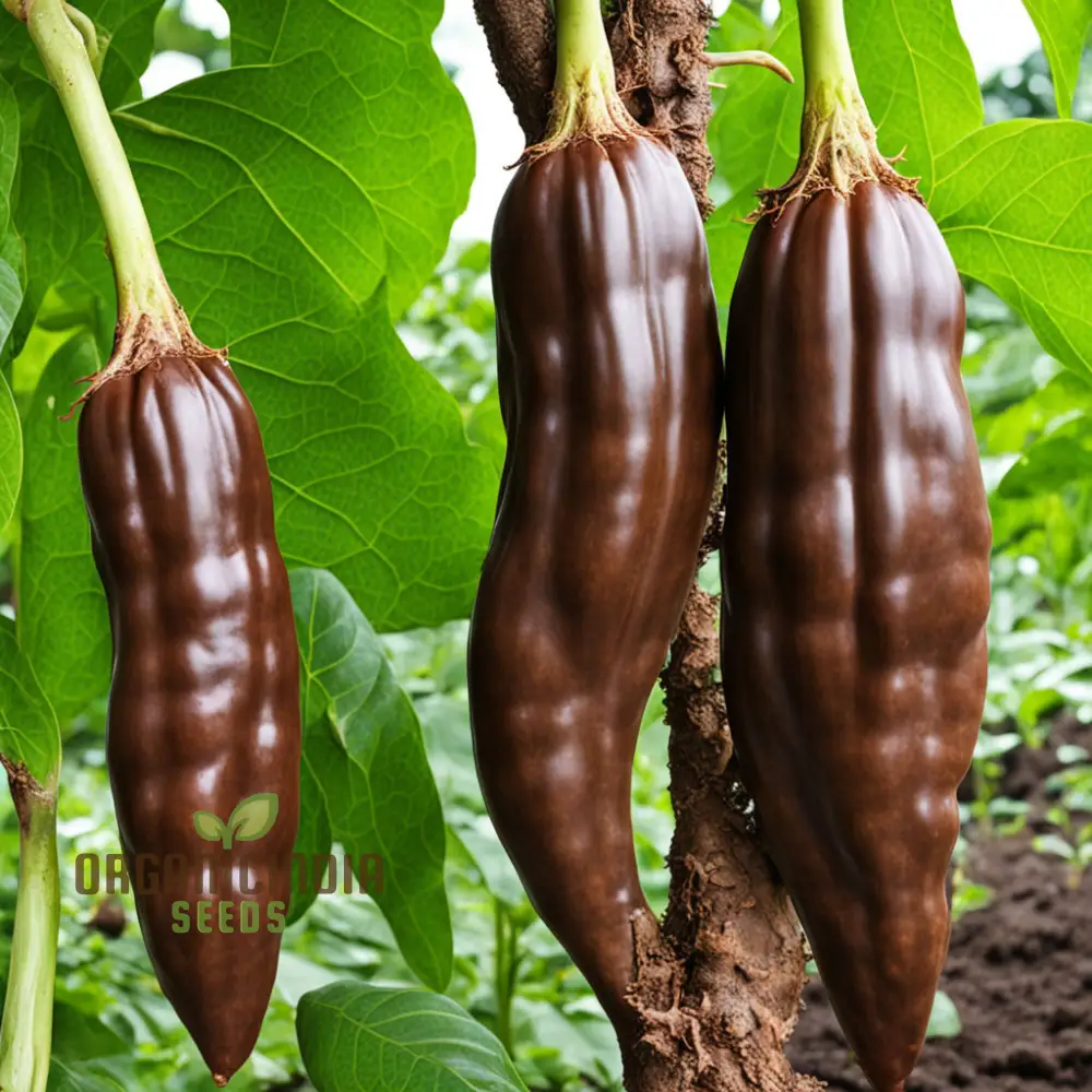 Premium Chocolate Aji Panca Pepper Seeds, Add Authentic Peruvian Flavor to Your Garden - Image 4