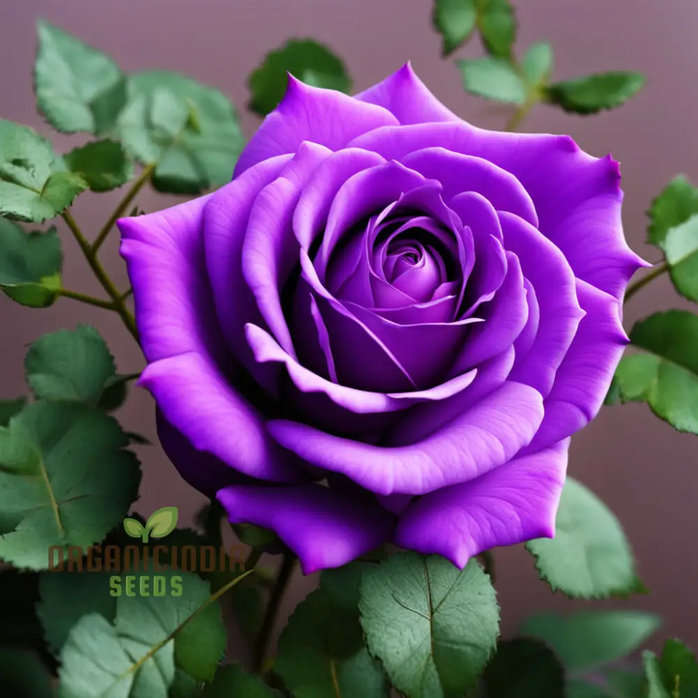 Purple Rose Seeds for Planting - Start Your Blooming Journey Today Grow Your Garden with Elegance: - Image 3