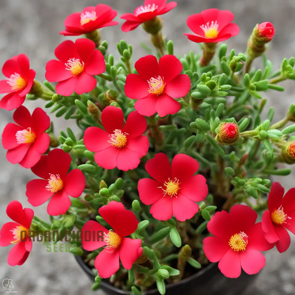 Red Portulaca Flower Seeds – Resilient, Eye-Catching Blooms for Hot Climates, Pots, Garden Beds & Sunny Outdoor Spaces