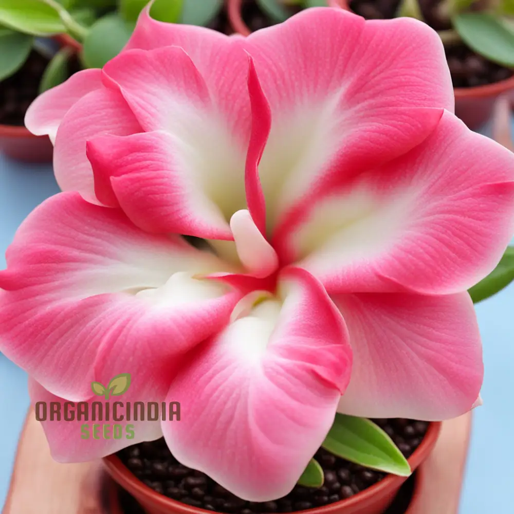 Pink Adenium Obesum Flower Seeds – Stunning Desert Rose Blooms for Pots, Bonsai Displays, Outdoor Gardens & Decorative Landscaping