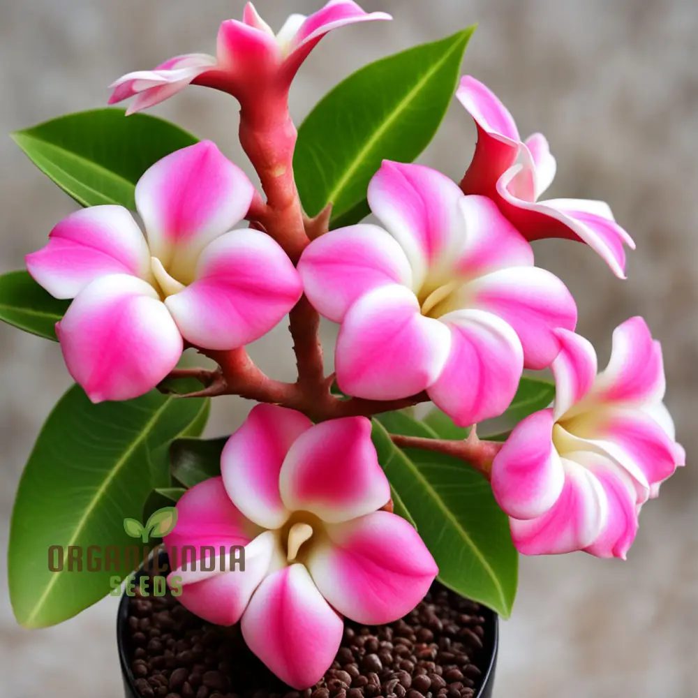 Pink Adenium Obesum Flower Seeds – Stunning Desert Rose Blooms for Pots, Bonsai Displays, Outdoor Gardens & Decorative Landscaping - Image 3