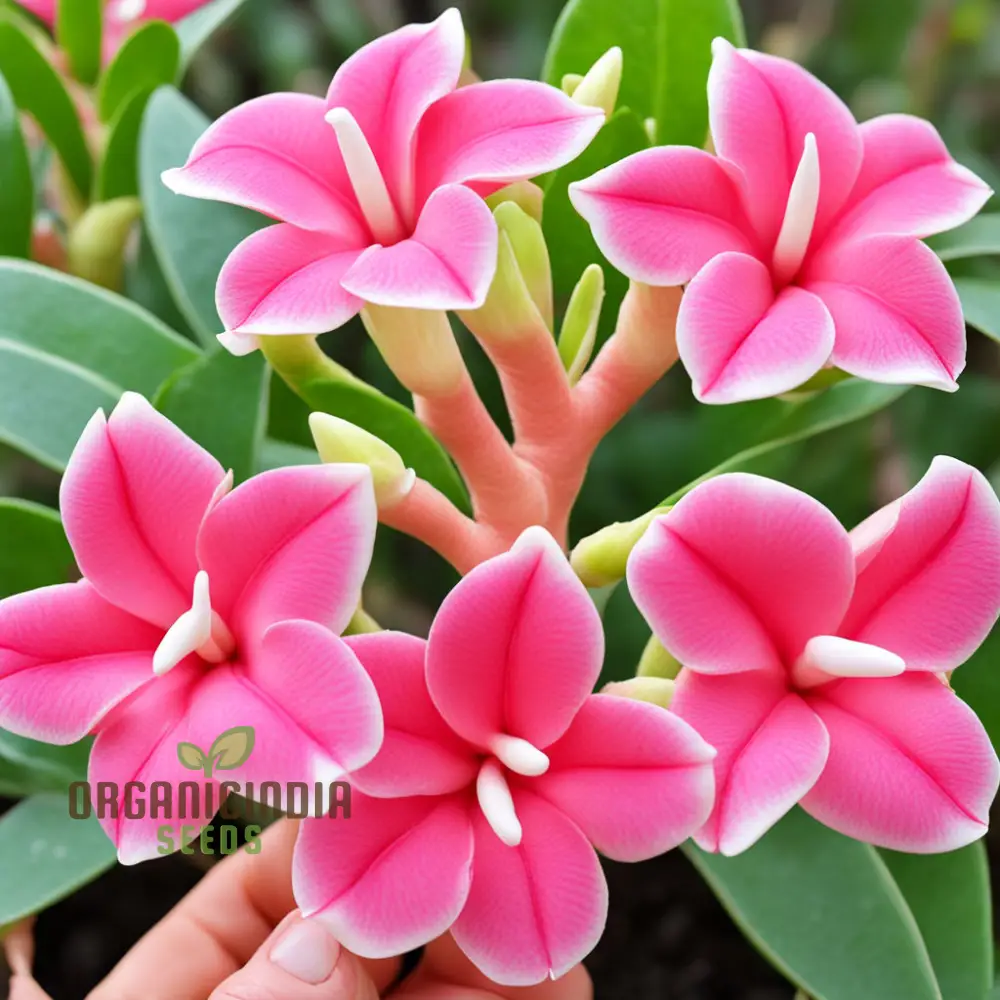 Pink Adenium Obesum Flower Seeds – Stunning Desert Rose Blooms for Pots, Bonsai Displays, Outdoor Gardens & Decorative Landscaping - Image 4