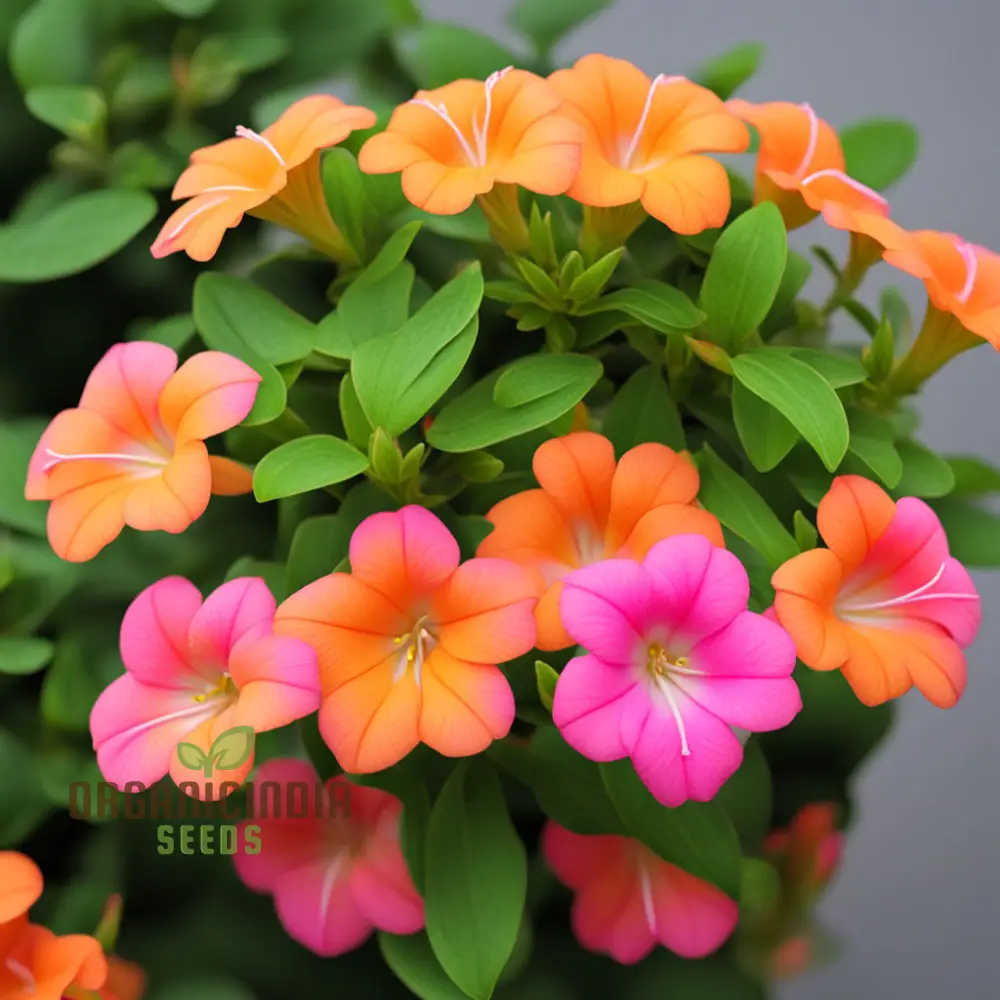 Premium Orange Pink Mirabilis Seeds - Rare Four O'Clock Flowers for Vibrant Garden Blooms, High Germination Rate, Ideal for Home Gardening & Landscaping - Image 3