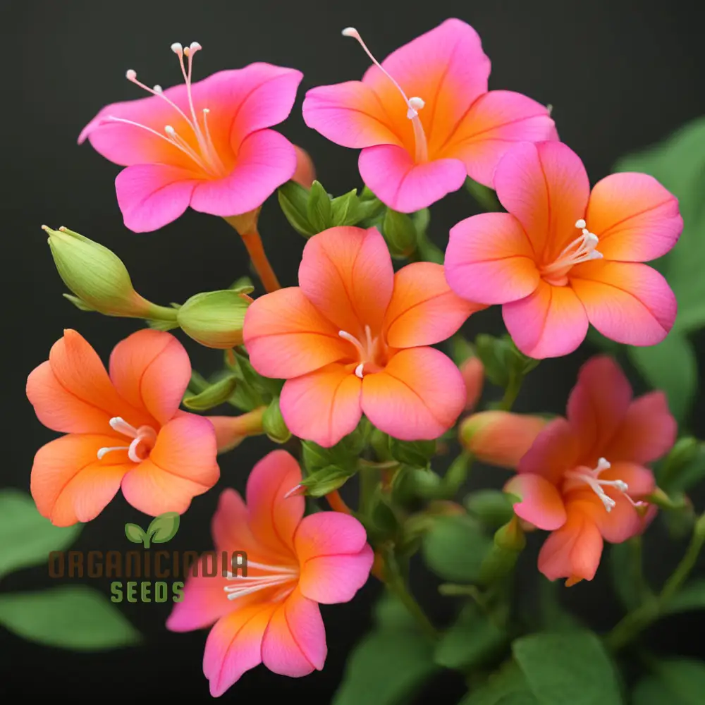 Premium Orange Pink Mirabilis Seeds - Rare Four O'Clock Flowers for Vibrant Garden Blooms, High Germination Rate, Ideal for Home Gardening & Landscaping - Image 4