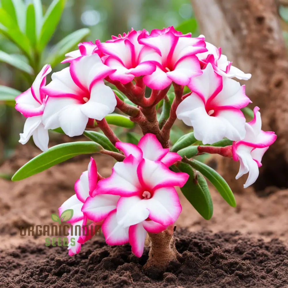 Pink and White Adenium Obesum Flower Seeds for Planting, Vibrant and Beautiful Varieties - Image 3