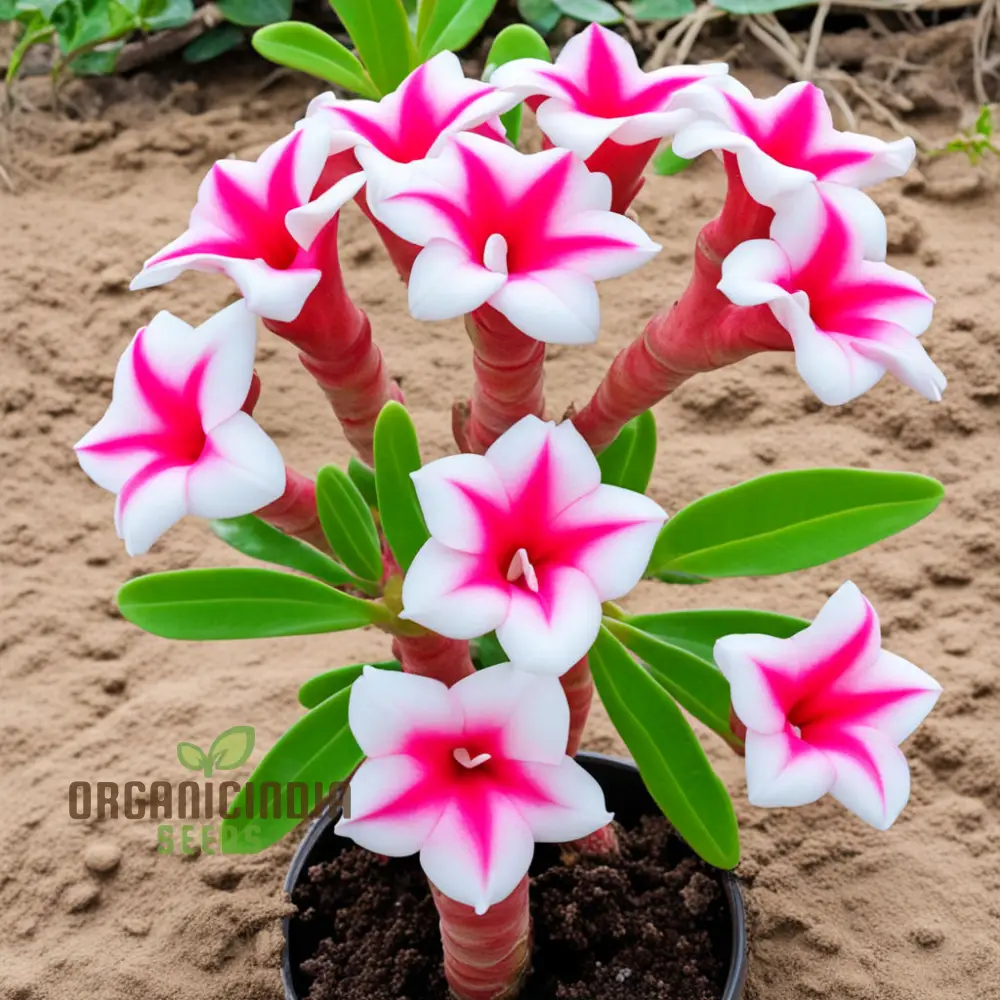 Pink and White Adenium Obesum Flower Seeds for Planting, Vibrant and Beautiful Varieties - Image 4