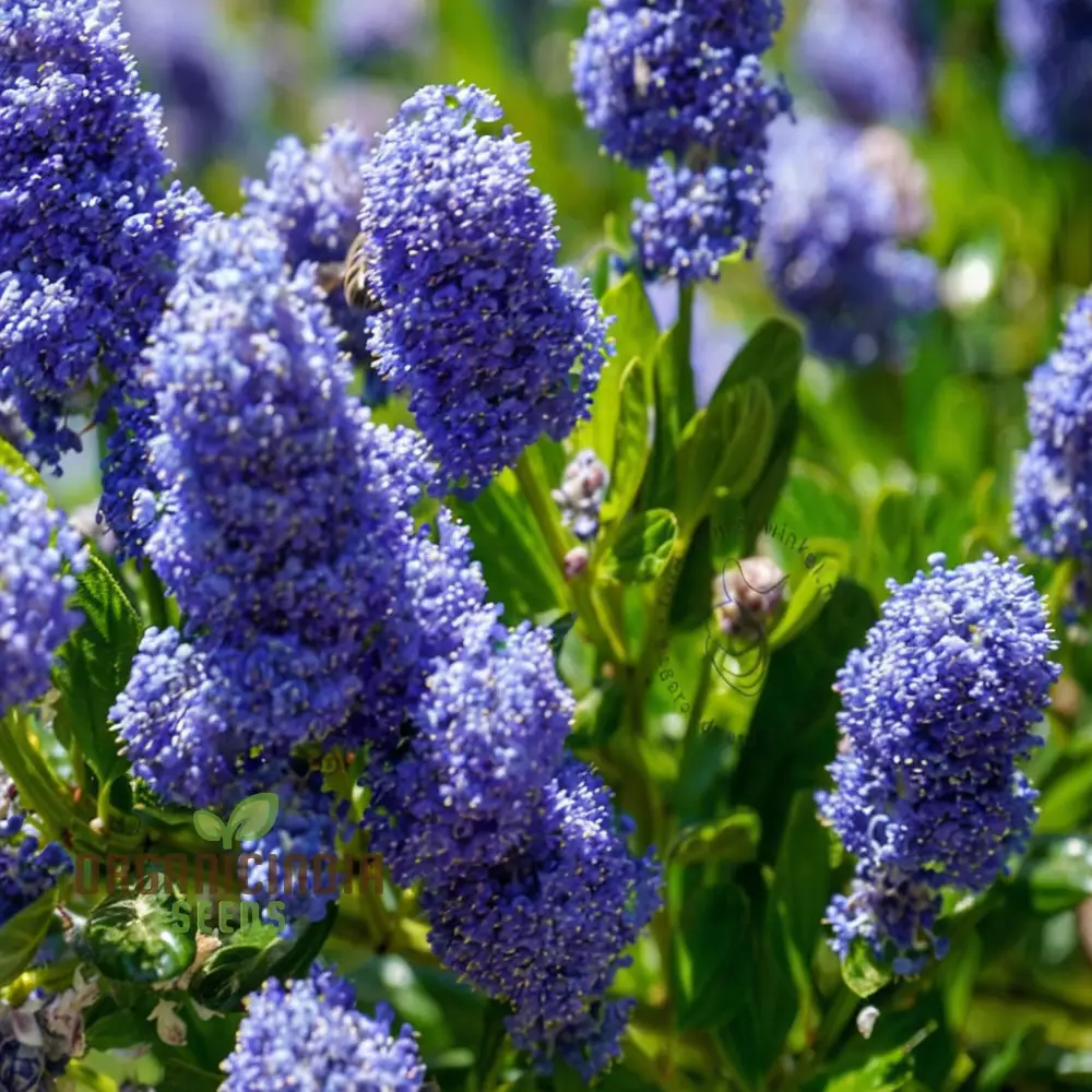 Blue Deer Brush Ceanothus Seeds – Native Wildlife-Friendly Tree Variety for Landscapes