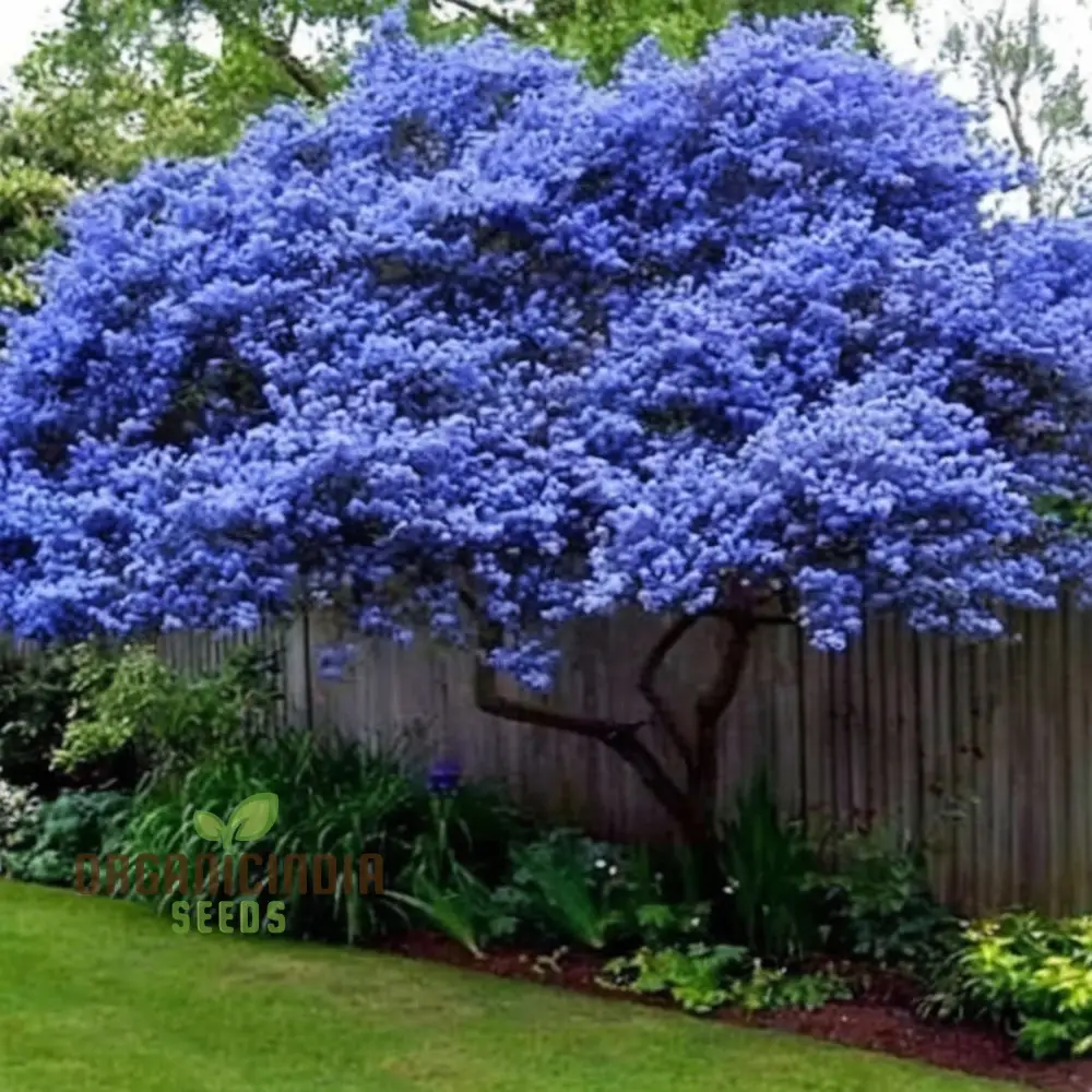 Blue Deer Brush Ceanothus Seeds – Native Wildlife-Friendly Tree Variety for Landscapes - Image 3