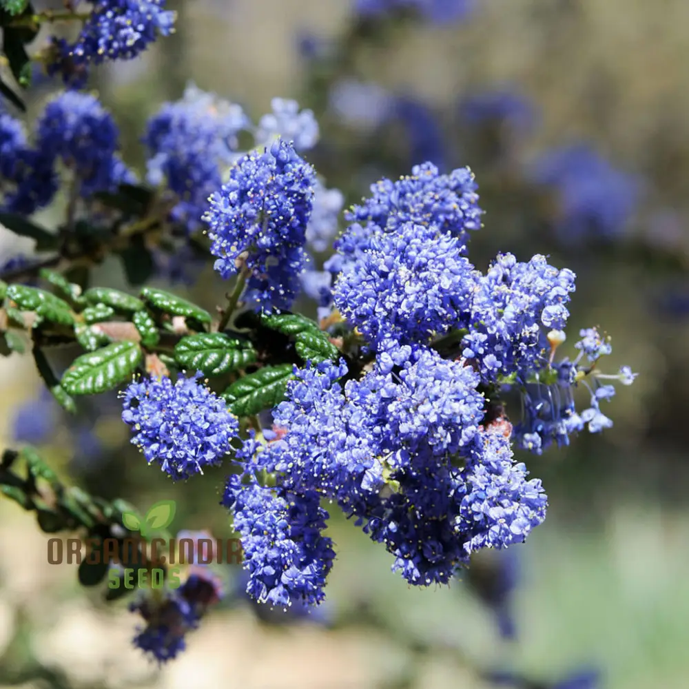 Blue Deer Brush Ceanothus Seeds – Native Wildlife-Friendly Tree Variety for Landscapes - Image 4