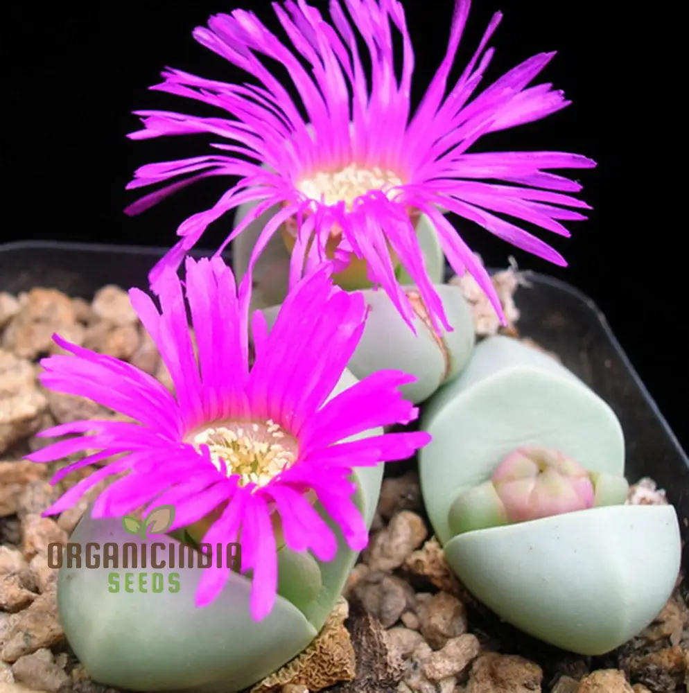 Shark Beak Succulent Seeds - All Seasons Pink Succulent Seeds for Indoor & Outdoor Gardening, Grow Beautiful Succulents from Seeds, Premium Quality Seeds