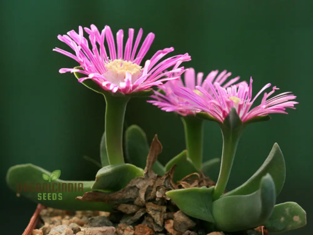Shark Beak Succulent Seeds - All Seasons Pink Succulent Seeds for Indoor & Outdoor Gardening, Grow Beautiful Succulents from Seeds, Premium Quality Seeds - Image 3