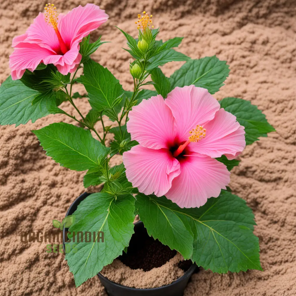 Pink Hibiscus Syriacus flower Seeds - Stunning Blooms for Vibrant Garden Beauty
