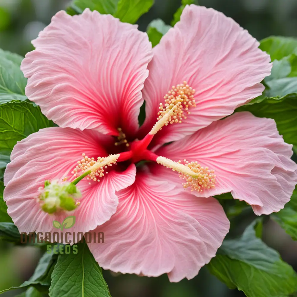 Pink Hibiscus Syriacus flower Seeds - Stunning Blooms for Vibrant Garden Beauty - Image 3