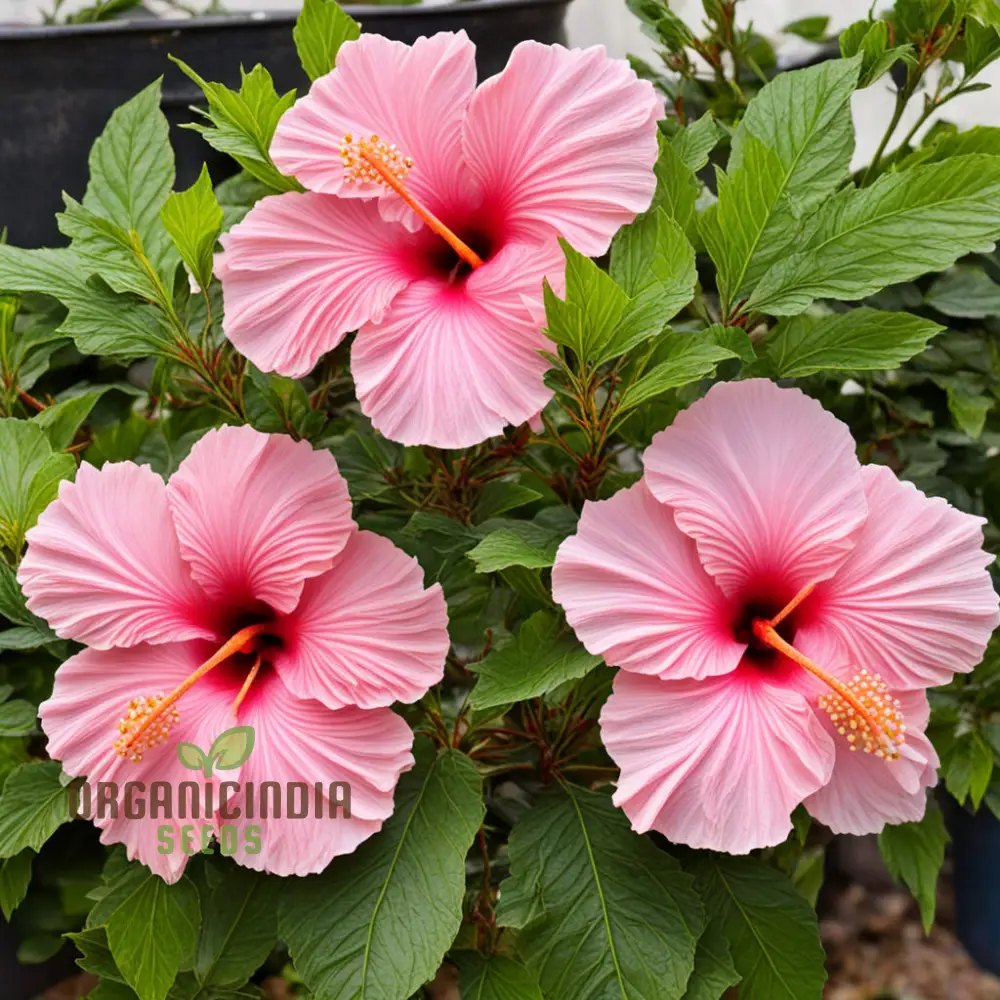 Pink Hibiscus Syriacus flower Seeds - Stunning Blooms for Vibrant Garden Beauty - Image 4