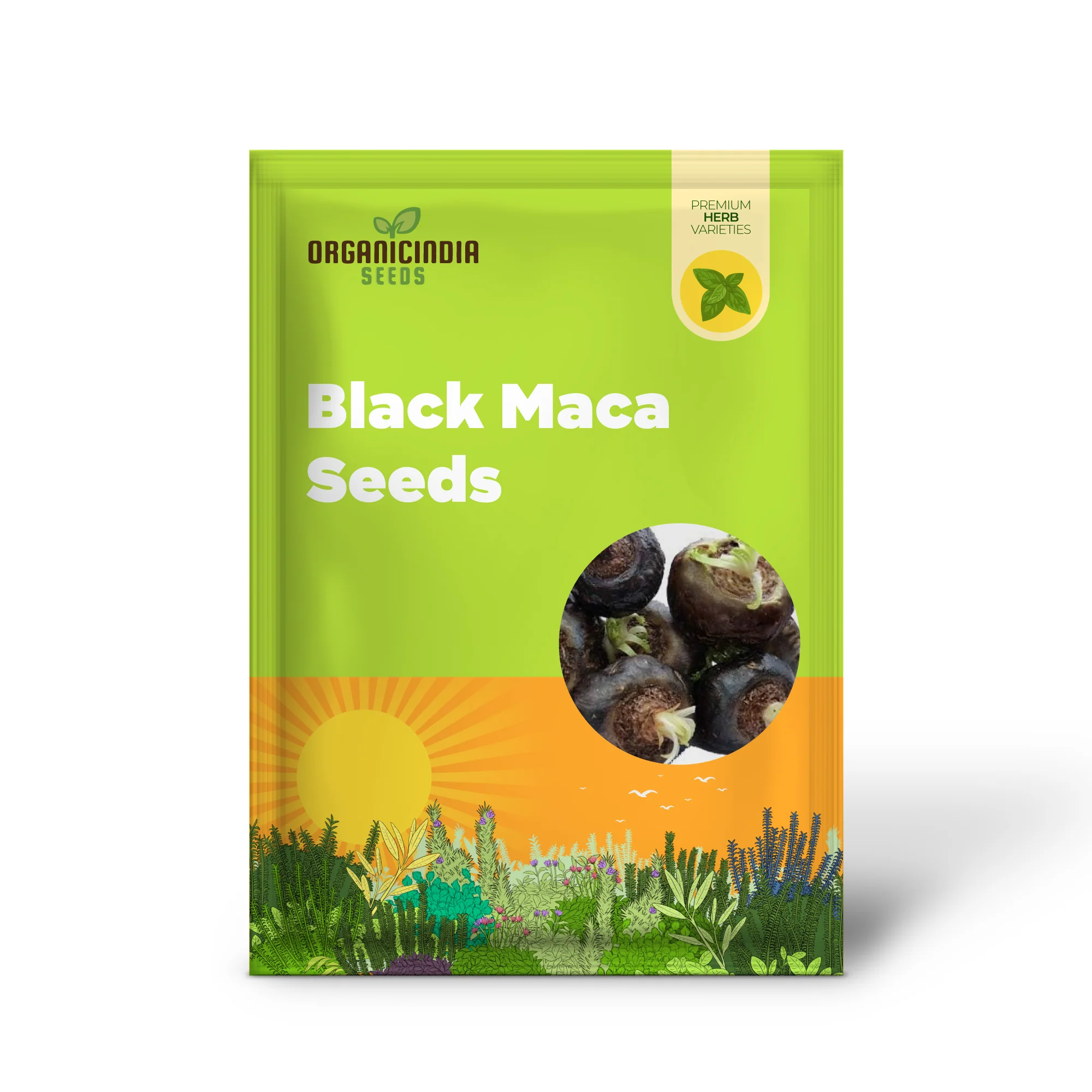Black Maca Seeds, Ginseng Superfood, Easy to Grow – 40 Pieces - Image 2