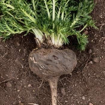 Black Maca Seeds, Ginseng Superfood, Easy to Grow – 40 Pieces - Image 3