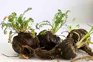 Black Maca Seeds, Ginseng Superfood, Easy to Grow – 40 Pieces - Image 4