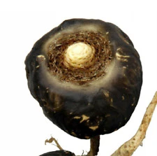 Black Maca Seeds, Ginseng Superfood, Easy to Grow – 40 Pieces - Image 6