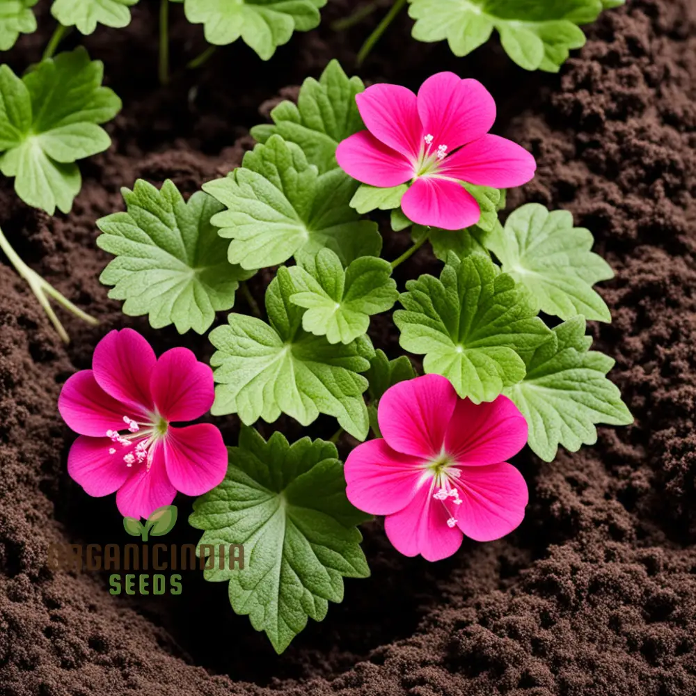 Ivy Geranium Flower Seeds – Trailing Blooms for Hanging Baskets and Gardens