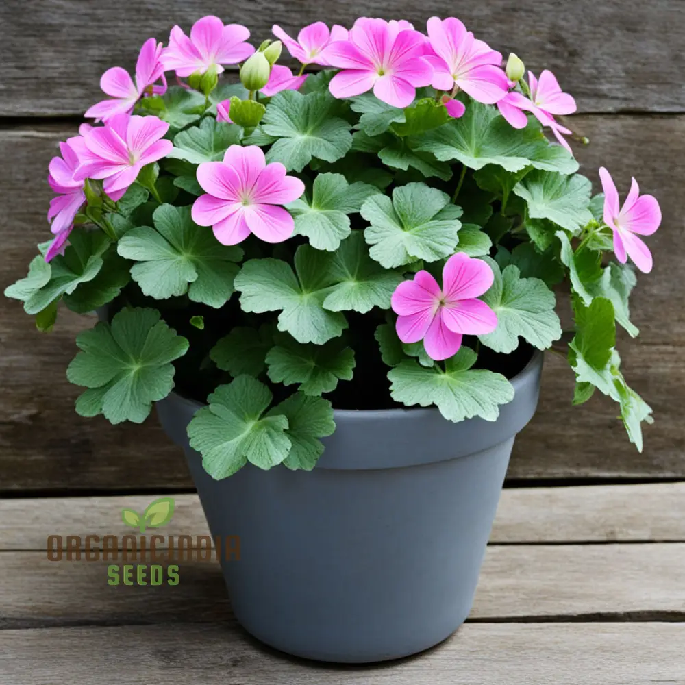 Ivy Geranium Flower Seeds – Trailing Blooms for Hanging Baskets and Gardens - Image 3