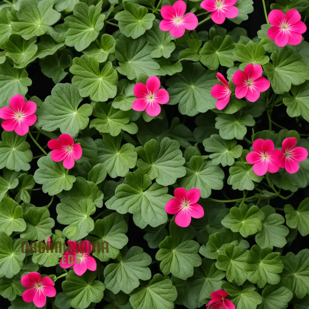 Ivy Geranium Flower Seeds – Trailing Blooms for Hanging Baskets and Gardens - Image 4
