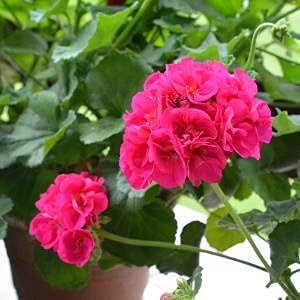 Ivy Geranium Flower Seeds – Trailing Blooms for Hanging Baskets and Gardens - Image 5